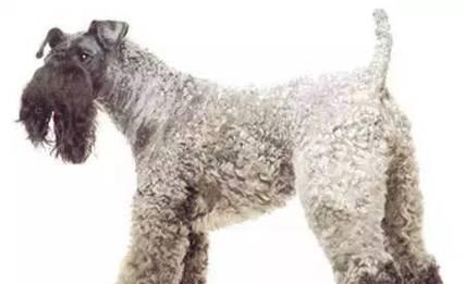 探索爱尔兰国犬-凯利蓝梗（了解这种可爱的宠物犬和其饲养之道）