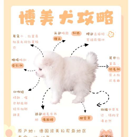 博美犬在家剪毛需要注意什么？