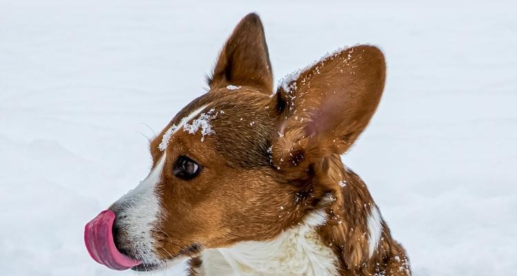 威尔斯犬——优秀的宠物选择（从历史渊源到现代饲养）