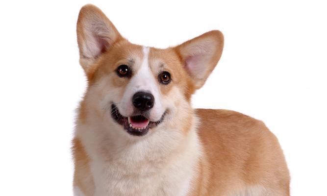 威尔斯犬——优秀的宠物选择(从历史渊源到现代饲养) 威尔斯犬——优秀的宠物选择(从历史渊源到现代饲养)