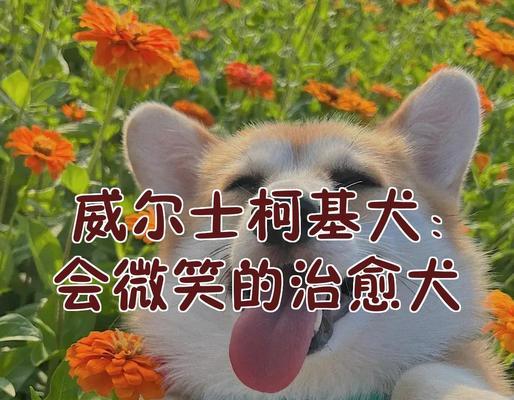 威尔斯犬——优秀的宠物选择(从历史渊源到现代饲养) 威尔斯犬——优秀的宠物选择(从历史渊源到现代饲养)