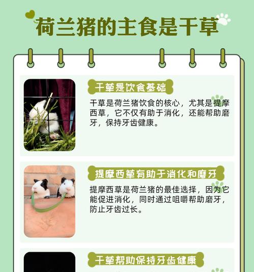 如何应对荷兰猪咬人事件（以宠物为主）