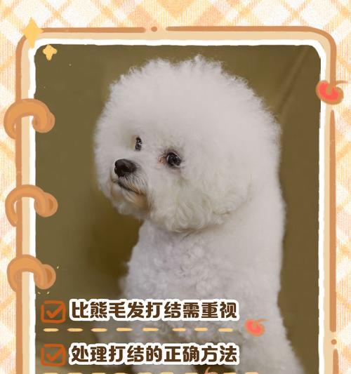比熊犬修剪毛发的费用是多少? 比熊犬修剪毛发的费用是多少?