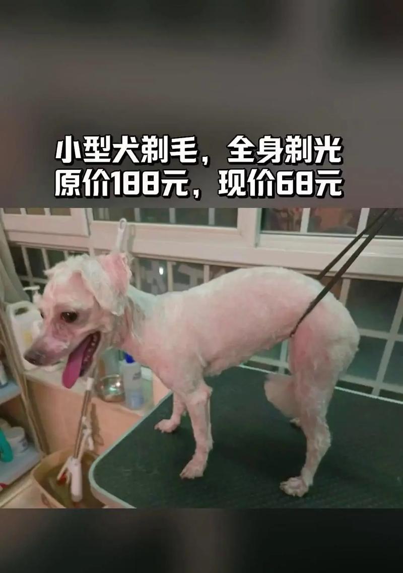 比熊犬修剪毛发的费用是多少? 比熊犬修剪毛发的费用是多少?