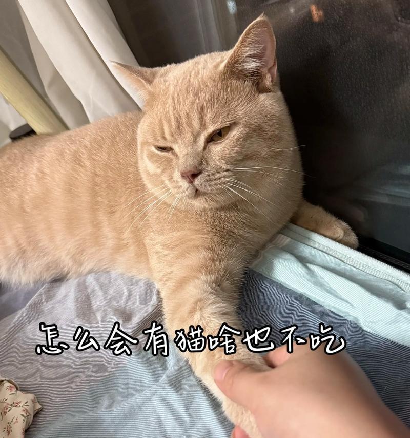 家猫产后不食，如何解决（探究家猫产后不食的原因及应对方法）