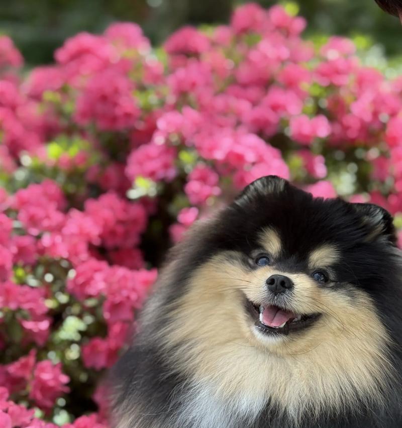 黑金纯种博美犬的价格是多少? 黑金纯种博美犬的价格是多少?