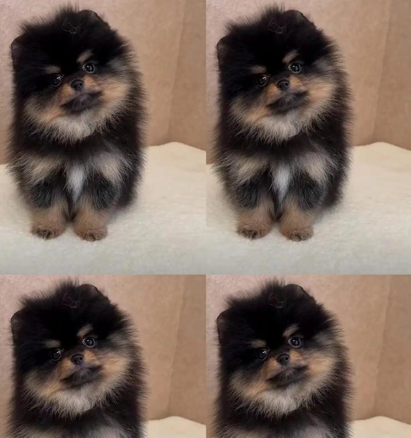 黑金纯种博美犬的价格是多少? 黑金纯种博美犬的价格是多少?