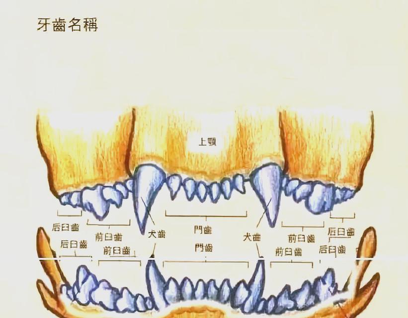 狗狗犬牙成长全解密（以宠物为主）