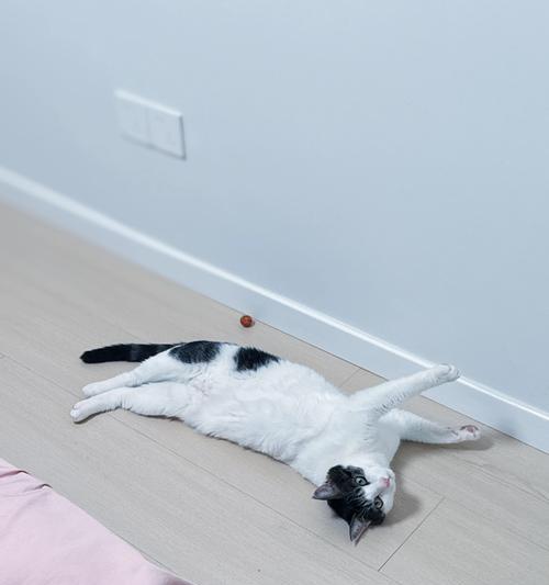 小猫拉稀可以洗澡吗（宠物护理须知与小猫拉稀处理方法）