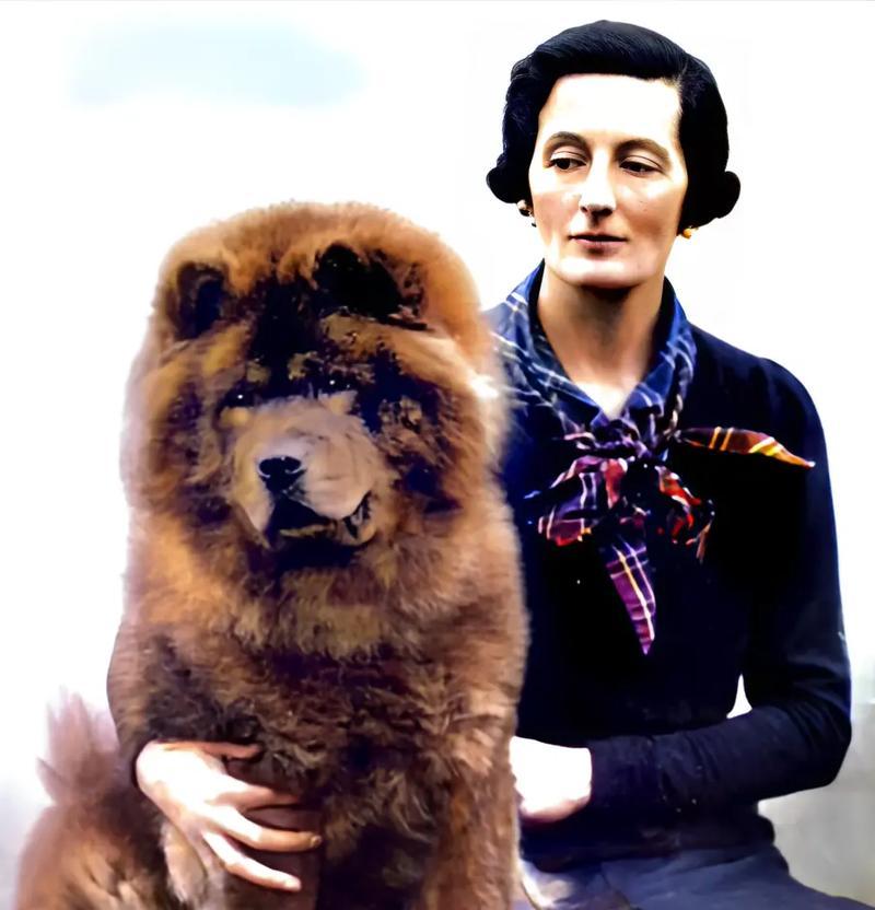 探究松狮犬三大典型特征（了解松狮犬的品种特点与饲养技巧）