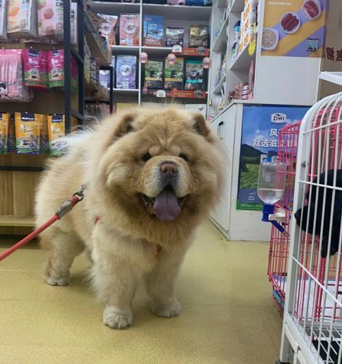 探究松狮犬三大典型特征（了解松狮犬的品种特点与饲养技巧）
