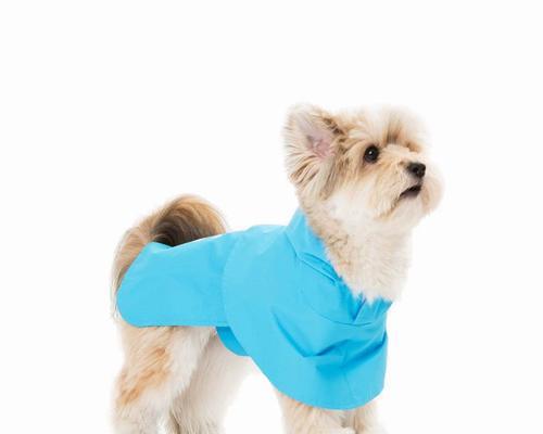 小型犬宠物狗的养护与管理（爱犬情深）