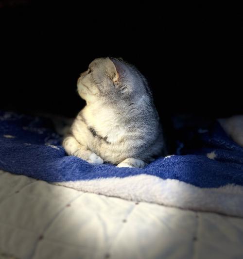 猫咪毛竖起来的真相（揭秘宠物行为背后的心理原因）