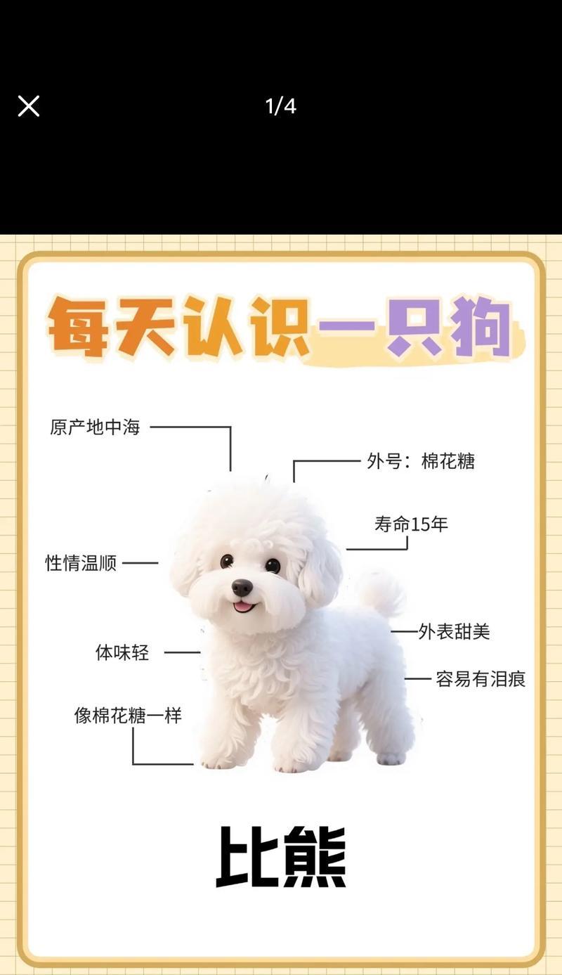 比熊犬的平均寿命是多少？如何确保比熊健康长寿？