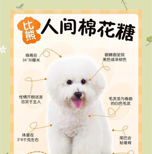 比熊犬的平均寿命是多少?如何确保比熊健康长寿? 比熊犬的平均寿命是多少?如何确保比熊健康长寿?
