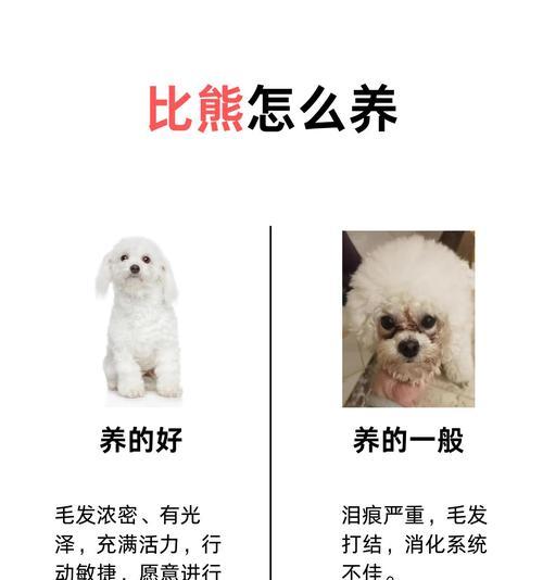 比熊幼犬水锈怎么去除？需要花费多少？