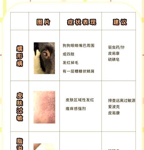 如何预防和治疗宠物犬的皮肤病（了解犬的常见皮肤病症状及治疗方法）