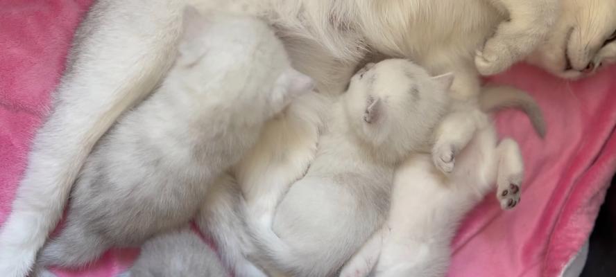 养小猫喂奶的正确方法（以宠物为主）
