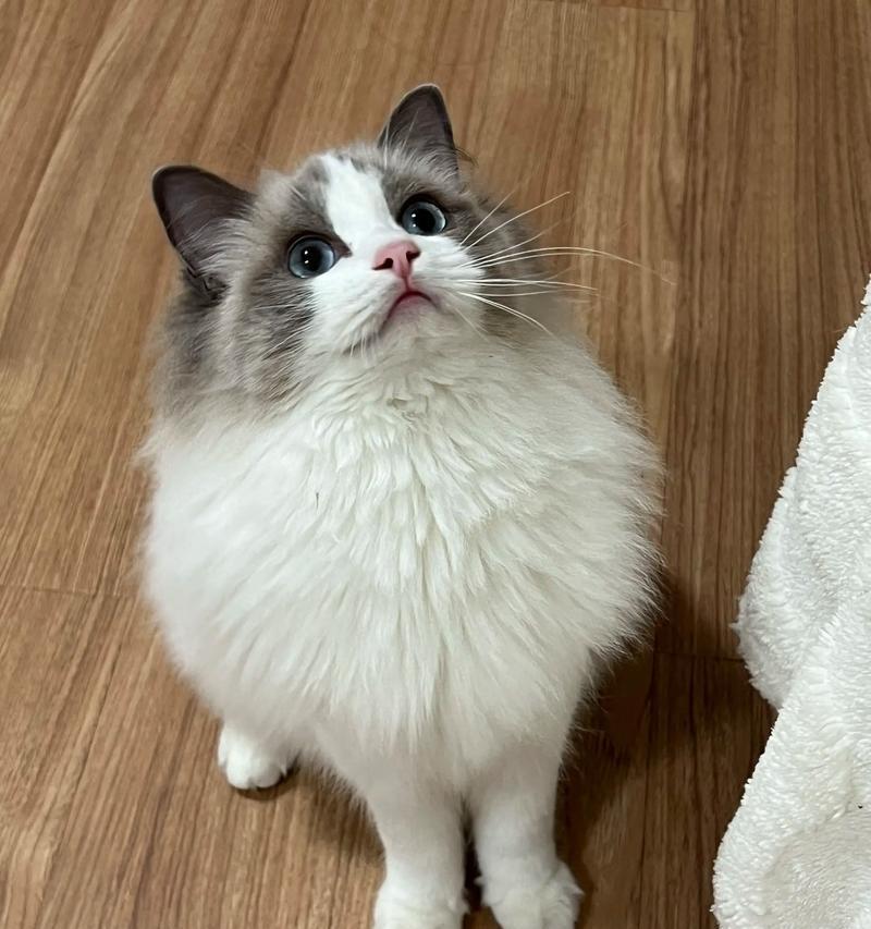 猫咪的乐园——养8只猫的体验（宠爱无极限）