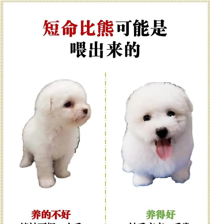 成年比熊犬每天应该吃多少食物？如何合理喂食？