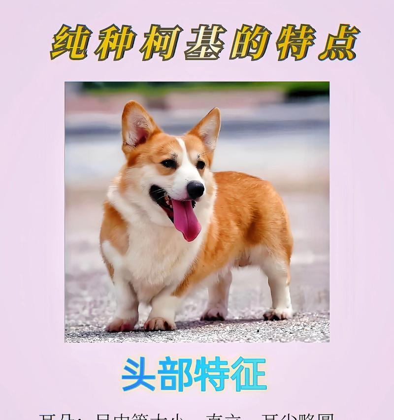 如何鉴别纯种柯基幼犬（宠物爱好者必读！掌握这些技巧）