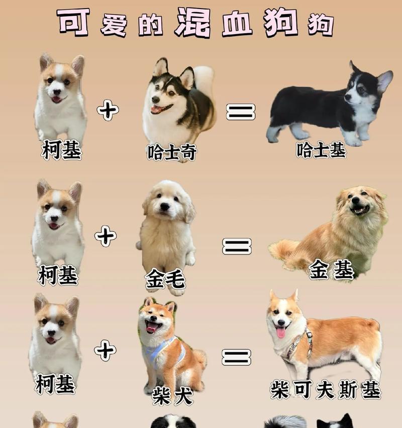 如何鉴别纯种柯基幼犬(宠物爱好者必读!掌握这些技巧) 如何鉴别纯种柯基幼犬(宠物爱好者必读!掌握这些技巧)