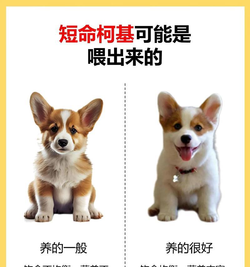 如何鉴别纯种柯基幼犬(宠物爱好者必读!掌握这些技巧) 如何鉴别纯种柯基幼犬(宠物爱好者必读!掌握这些技巧)
