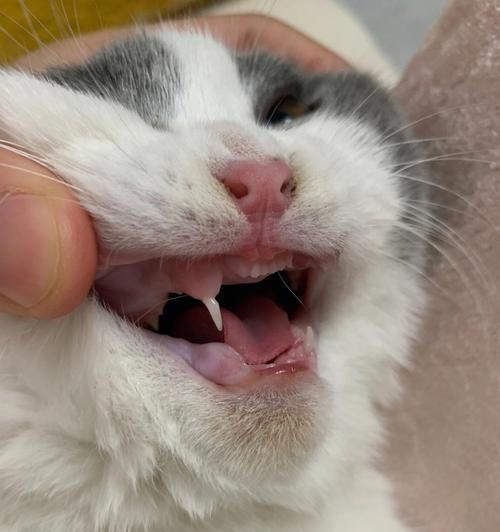 宠物猫咪换牙必须知道的事项（了解猫咪换牙的时间）