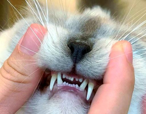 宠物猫咪换牙必须知道的事项（了解猫咪换牙的时间）