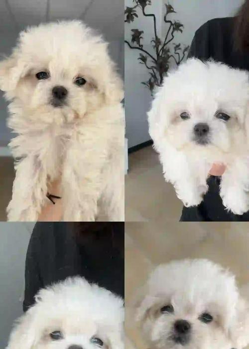 5斤重的比熊犬价格是多少？购买时应该注意什么？