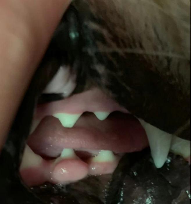 揭秘狗狗舌头下白色物质（以白色为主的狗狗口腔健康问题）