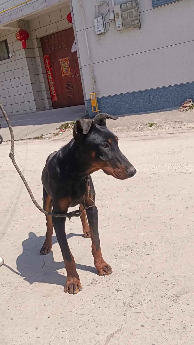 杜宾幼犬呼市有卖吗多少钱？杜宾幼犬的价格是多少？