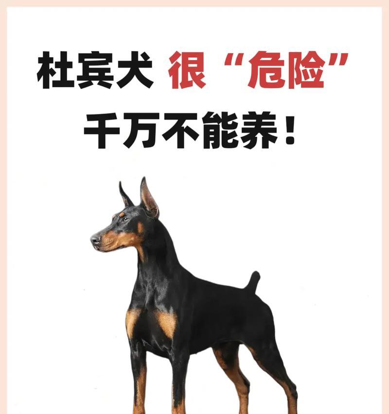 杜宾幼犬呼市有卖吗多少钱?杜宾幼犬的价格是多少? 杜宾幼犬呼市有卖吗多少钱?杜宾幼犬的价格是多少?