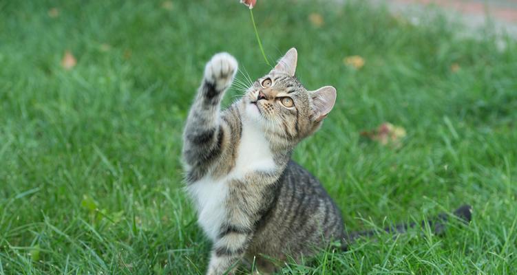 小猫咪驱虫前为什么要禁食(宠物健康从“餐”开始) 小猫咪驱虫前为什么要禁食(宠物健康从“餐”开始)
