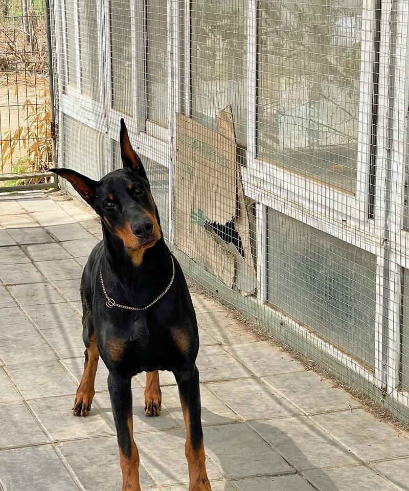 杜宾幼犬呼市有卖吗多少钱?杜宾幼犬的价格是多少? 杜宾幼犬呼市有卖吗多少钱?杜宾幼犬的价格是多少?