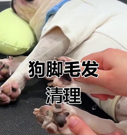 狗狗为何会添脚毛（探究狗狗添脚毛的原因及相关解决办法）