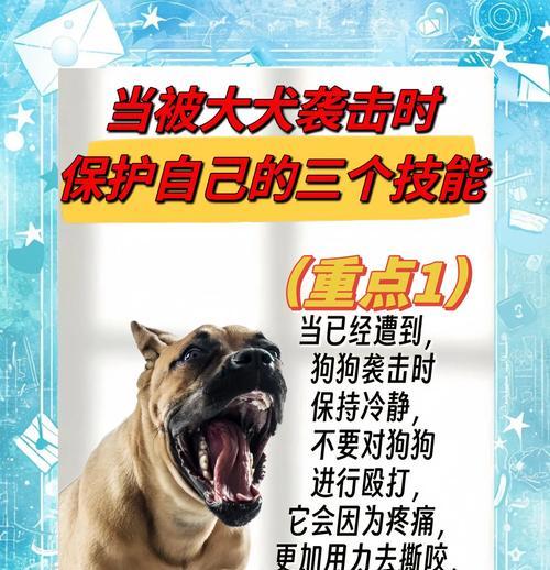 如何训练3个月的恶霸犬（宠物养护之路）