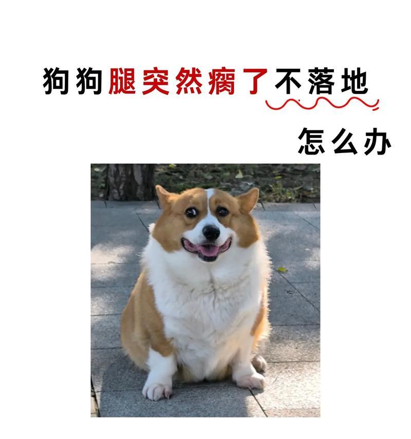狗狗四肢有感觉却站不起来，如何处理（用爱呵护宠物生命）