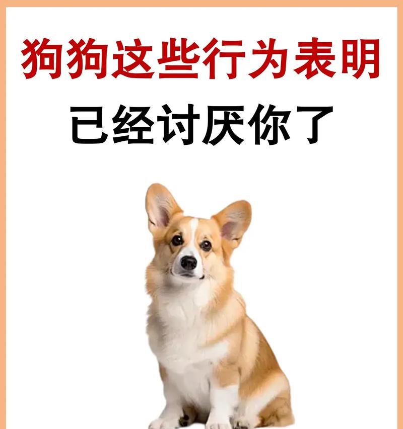 狗狗最讨厌什么狗狗？了解狗狗社交偏好和行为模式