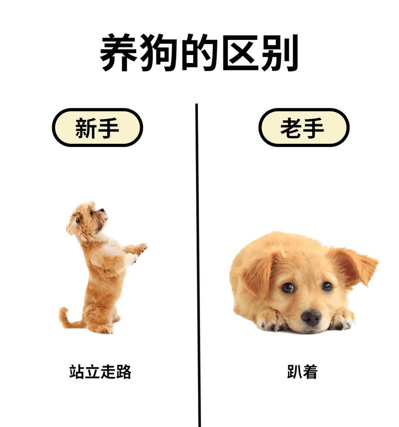 狗狗前肘积液的治疗方法大揭秘（宠物爱好者必读）
