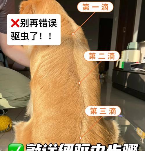 狗狗身上发现虫子应该怎么办？有哪些安全的驱虫方法？