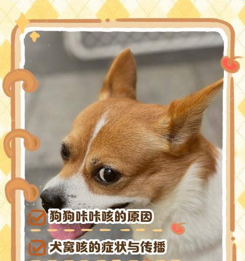 狗狗为什么会跟打嗝似的吐（探究狗狗吐的原因和应对方法）