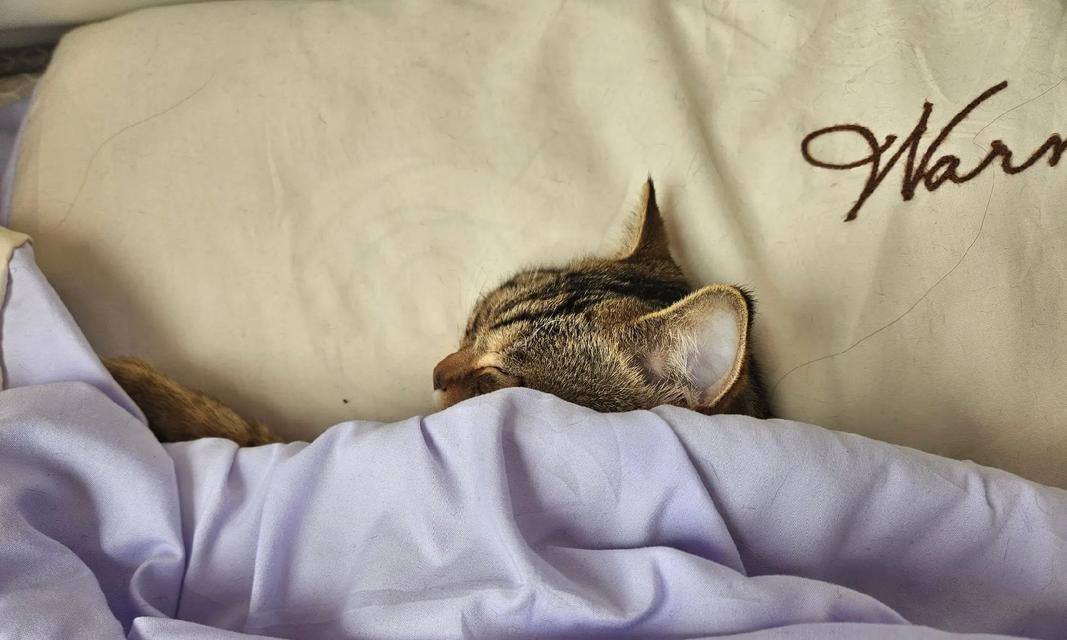 小猫在被子里面想什么?猫咪喜欢钻被窝的心理分析是什么? 小猫在被子里面想什么?猫咪喜欢钻被窝的心理分析是什么?