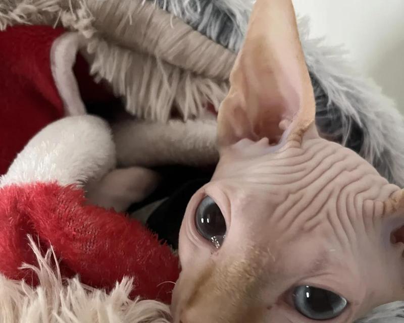 小猫洗澡后一直拉稀，应该怎么办（宠物饮食）