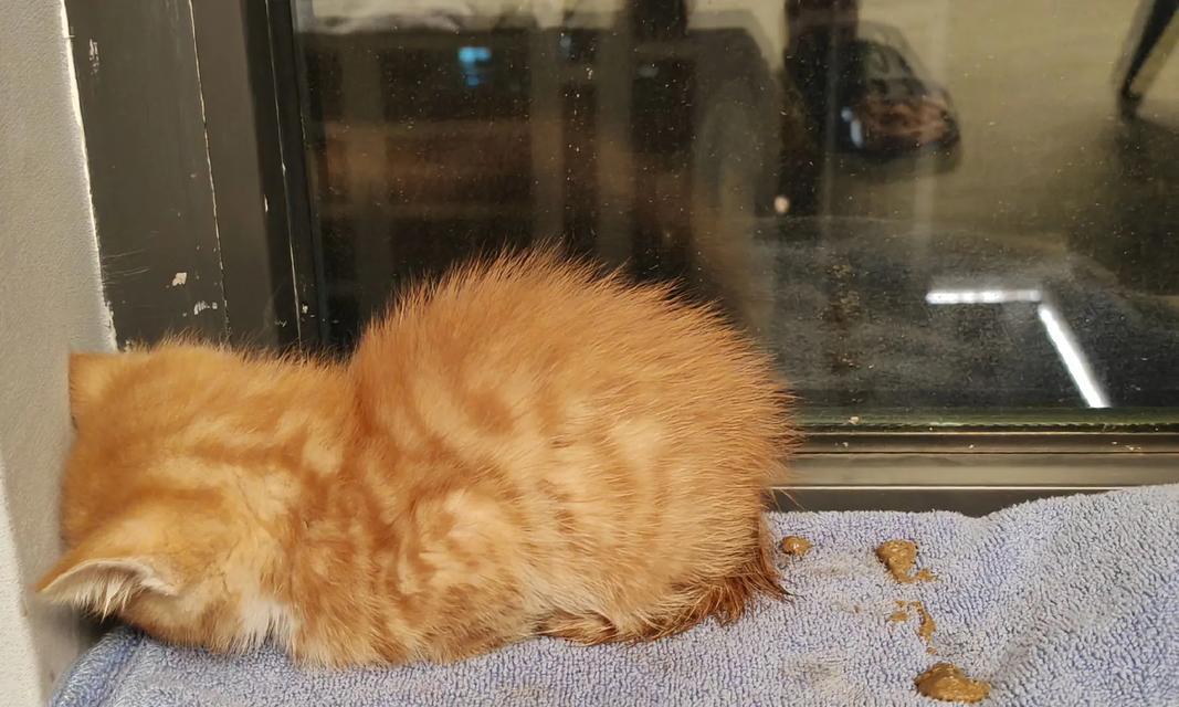 小猫洗澡后一直拉稀，应该怎么办（宠物饮食）