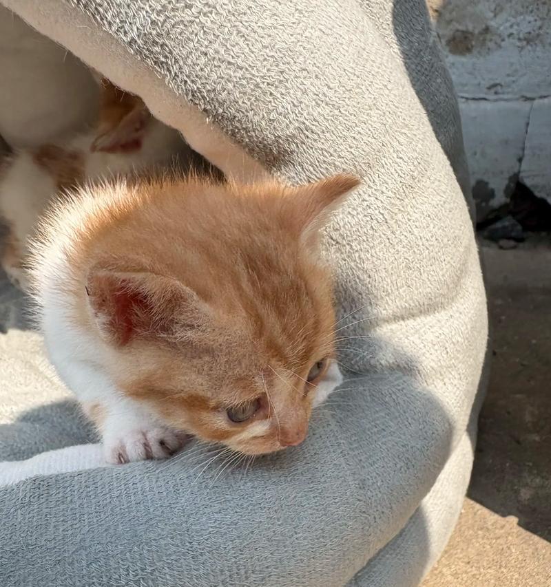 猫妈妈多久不管小猫（探究猫妈妈抚养小猫的时间与方式）