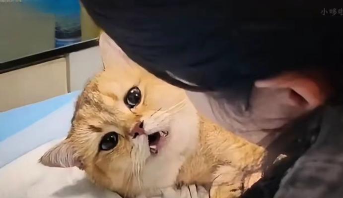 猫妈妈多久不管小猫（探究猫妈妈抚养小猫的时间与方式）