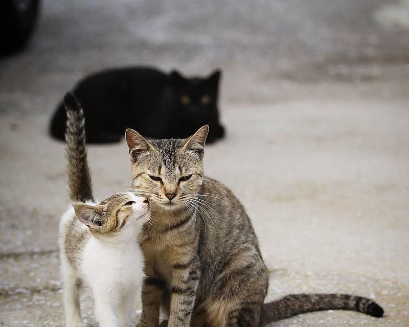 猫妈妈多久不管小猫（探究猫妈妈抚养小猫的时间与方式）