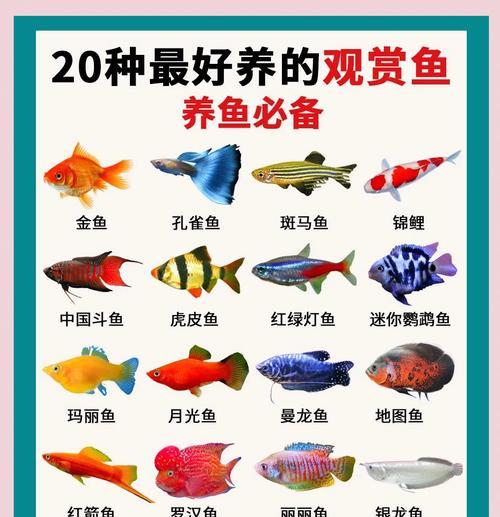 1千多万钱的观赏鱼有哪些？高端观赏鱼的市场价值和特点是什么？