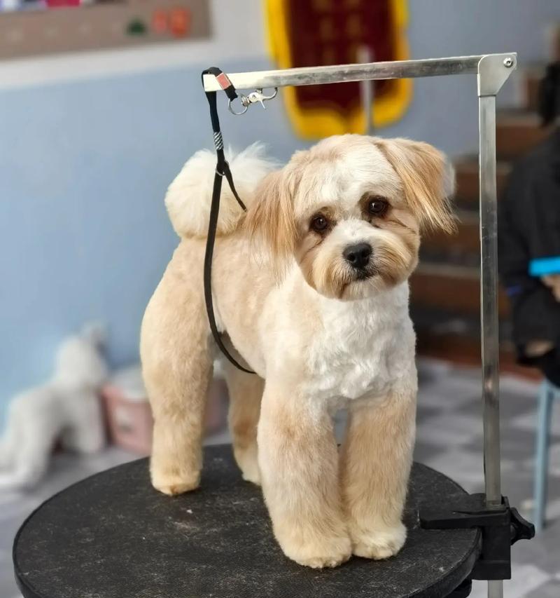 狗狗串串怎么选择好?有哪些标准? 狗狗串串怎么选择好?有哪些标准?